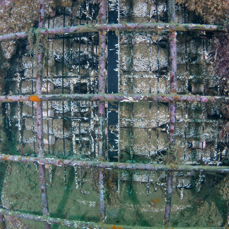 Sea Passion Nº9 – Red