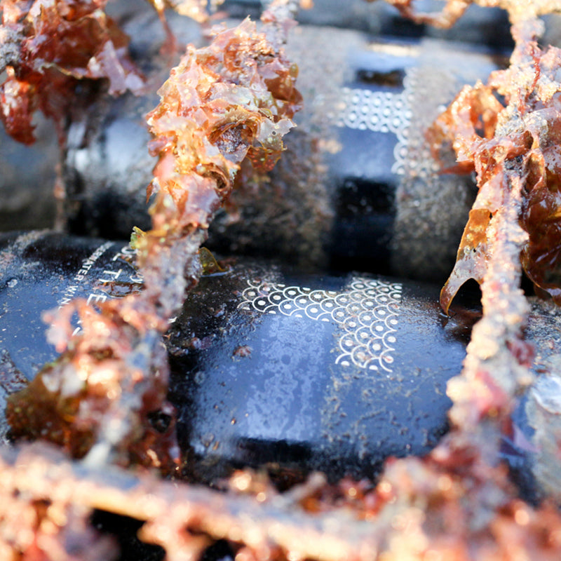 Duet Sea Soul Case No. 7 – White Sea vs Land