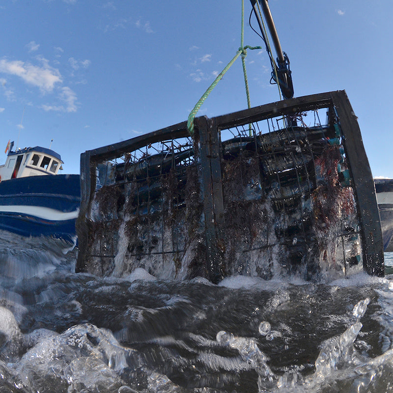 Sea Soul Nº8 – Red