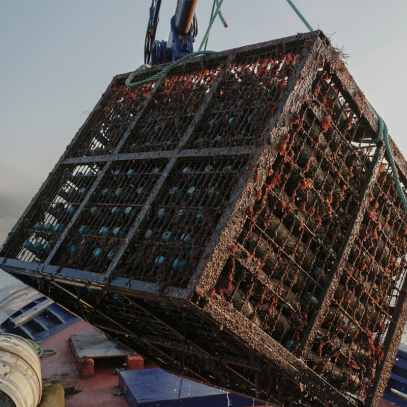 Sea Brave - Sparkling Wine